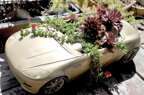 Barbie Car with stonecrop blooms